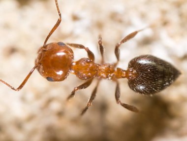 yerde karınca. Super makro