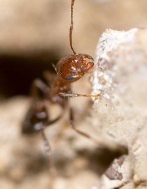 yerde karınca. Super makro