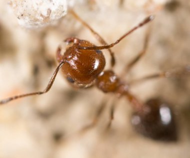 yerde karınca. Super makro