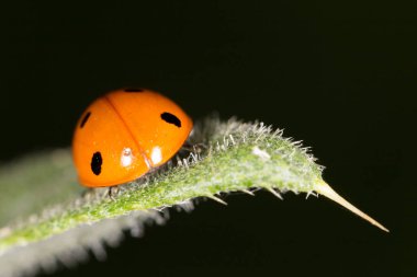 Ladybird niteliğine. Kapat