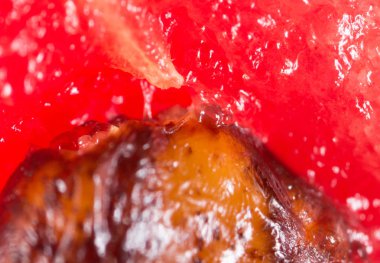 Karpuz Tohumu. Super makro