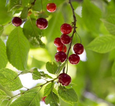 Kiraz ağacı doğada üzerinde