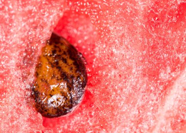 Karpuz Tohumu. Super makro