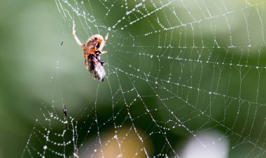 Su damlacıkları ile doğada bir örümcek örümcek ağı Tarih