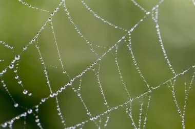 Doğada örümcek ağında su damlacıkları