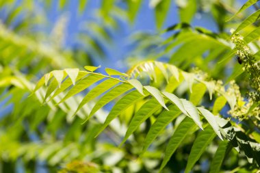 doğa içinde ağaç dalları üzerinde yeşil yaprakları