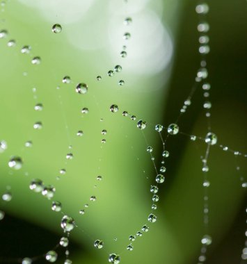 Doğada örümcek ağında su damlacıkları
