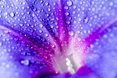 mavi bir çiçek üzerinde su damlacıkları. Kapat