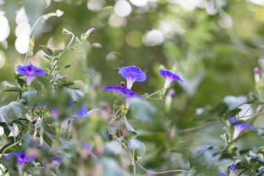 Doğadaki mavi çiçek