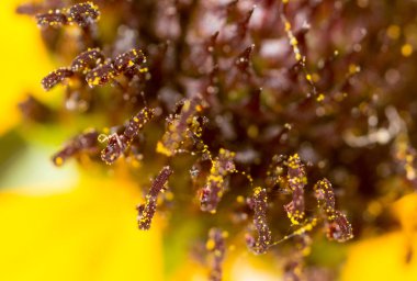 sarı çiçek doğada. Super makro