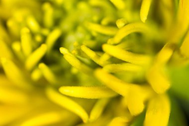 sarı çiçek doğada. Super makro