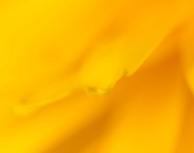 sarı çiçek doğada. Super makro