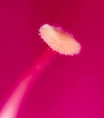 polen çiçek, doğa içinde. Super makro