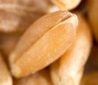 buğday tanesi. Super makro