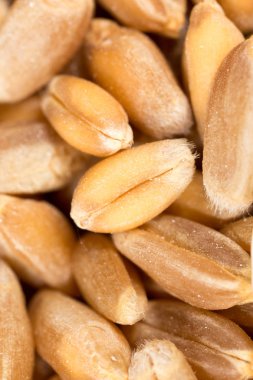 buğday tanesi. Super makro