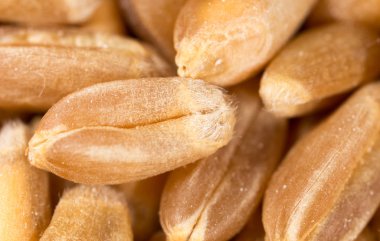 buğday tanesi. Super makro