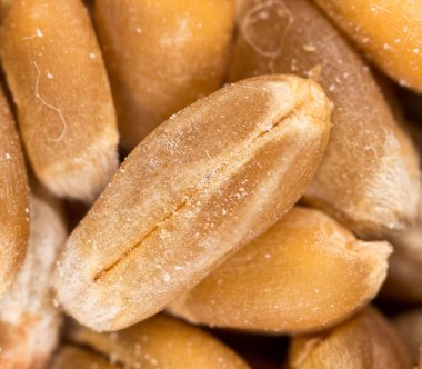 buğday tanesi. Super makro