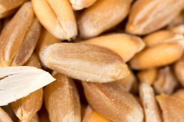 buğday tanesi. Super makro