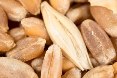 buğday tanesi. Super makro