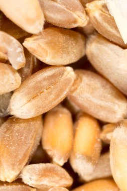 buğday tanesi. Super makro