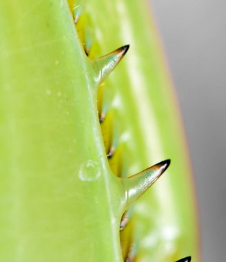 pençe peygamber devesi. Super makro