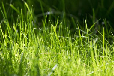 yeşil çimenler arka plan olarak doğada