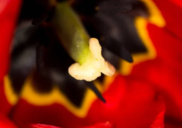 Czerwony tulipan. szczelnie-do góry — Zdjęcie stockowe