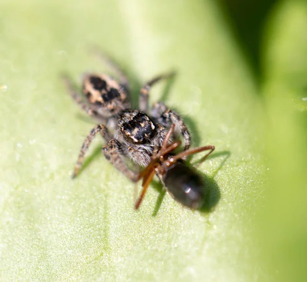 Паук ест муравья. macro — стоковое фото