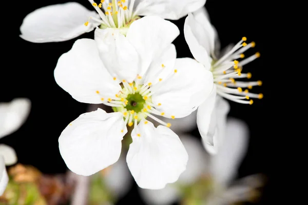 Flores brancas de cereja em um fundo preto — Fotografia de Stock