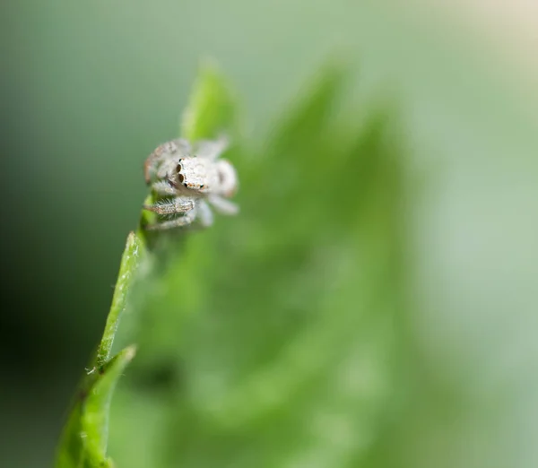 Pavouk v přírodě. makro — Stock fotografie