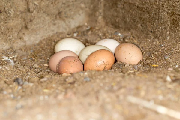 Chicken eggs in the henhouse — Stock Photo, Image