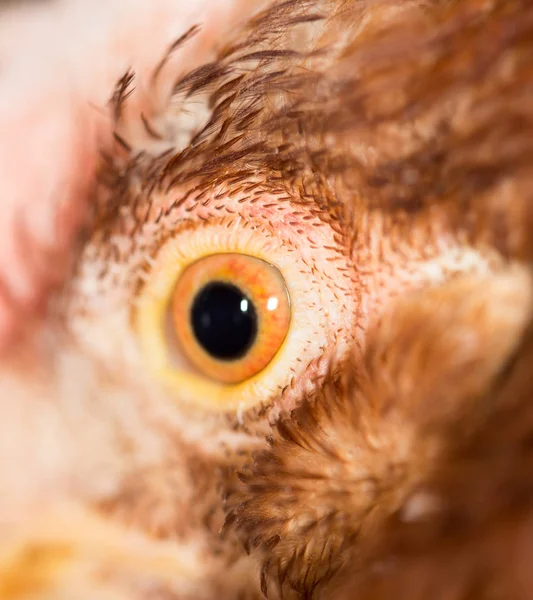 Olho de galinha Close-Up — Fotografia de Stock