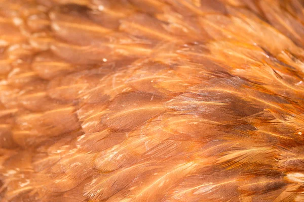 A close-up of red chicken feathers — Stock Photo, Image