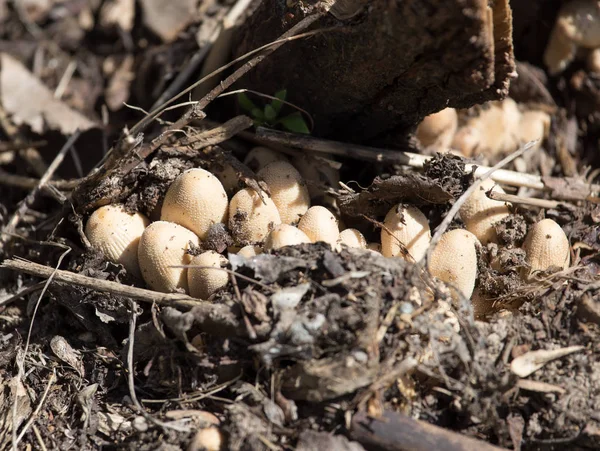 Crapaud champignons nature printemps — Photo