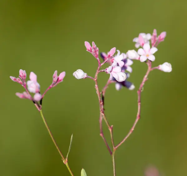 Krásné malé květy v přírodě — Stock fotografie