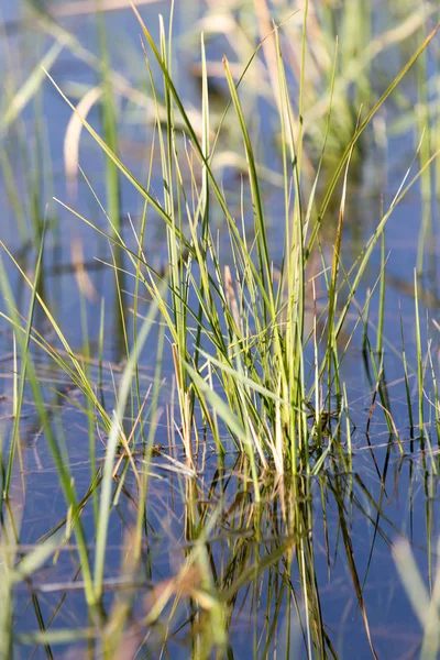 Cañas en el agua en el lago en la naturaleza —  Fotos de Stock