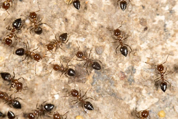 Hormigas en el suelo. cerrar — Foto de Stock