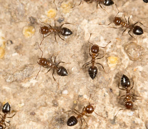 Hormigas en el suelo. cerrar — Foto de Stock
