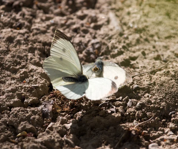 Butterfly in nature — Stock Photo, Image