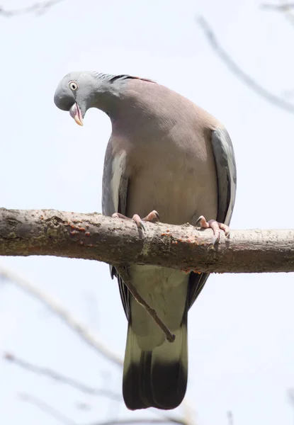 Dove on the tree in nature — Stock Photo, Image