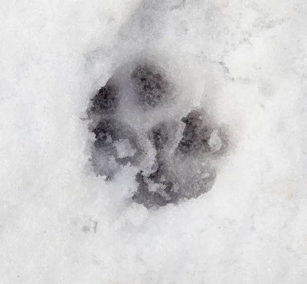 Pegadas de cão na neve branca — Fotografia de Stock