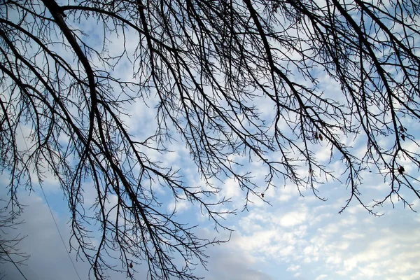 Голі гілки дерева проти неба на заході сонця — стокове фото