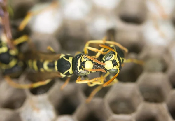 Wasp on hives — Stock Photo, Image