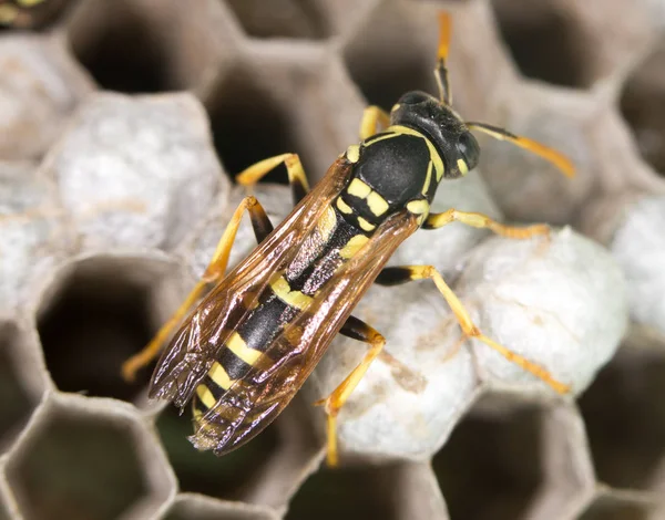 Wasp on hives — Stock Photo, Image