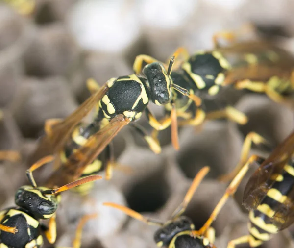 Wespe auf Bienenstöcken — Stockfoto