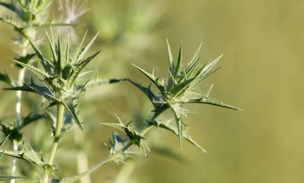 Planta espinosa en la naturaleza — Foto de Stock