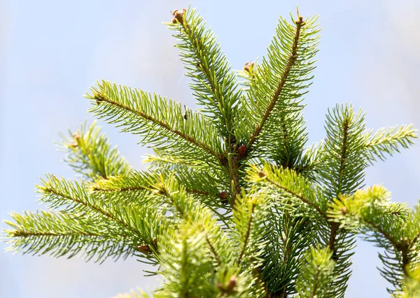 Spruce gren på naturen — Stockfoto