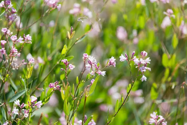Mooie kleine bloemen in de natuur — Stockfoto