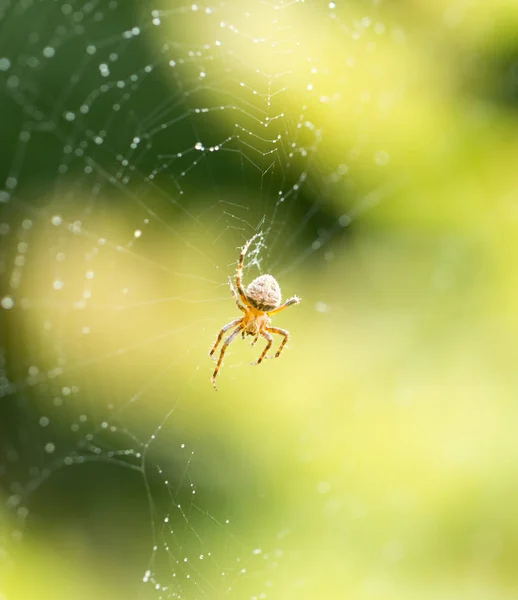 Pavouk na webu v přírodě — Stock fotografie