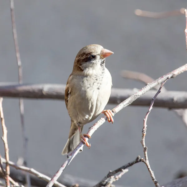 Sparrow in nature — Stock Photo, Image